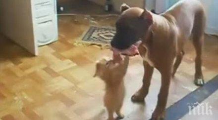 сълзи потекоха смях коте освен един малък наглец смело