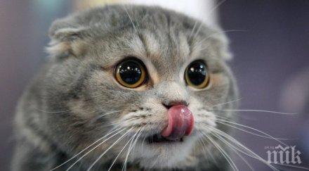 румънските котета богати българите