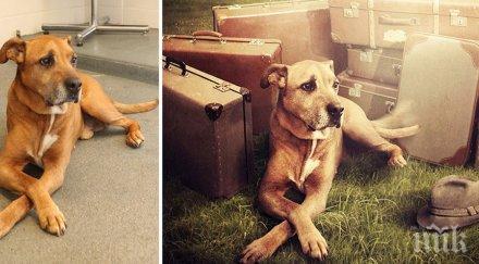 снимки направени възможност кучетата получат втори шанс