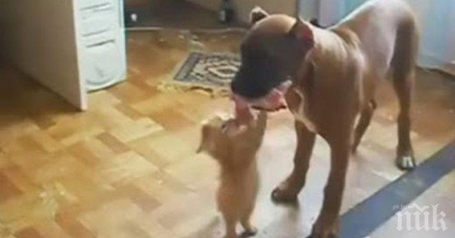 Сълзи ми потекоха от смях. Това коте, освен че е един малък наглец е и много смело!