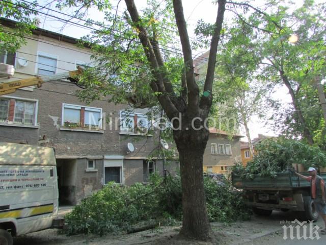 Режат опасни клони в Перник