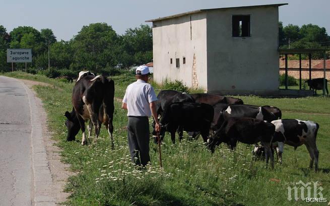 В Млада гвардия почина още едно животно от антракс