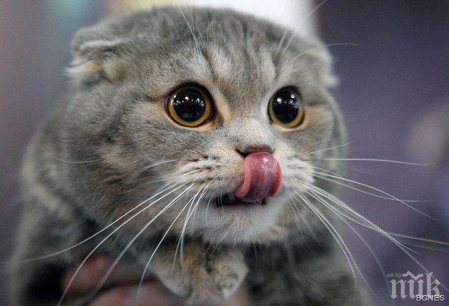 Румънските котета са по-богати от българите