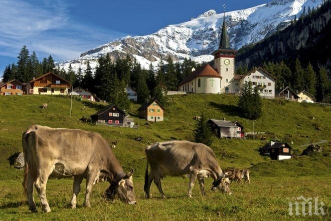 Швейцарската армия се притече на помощ на кравите заради горещините