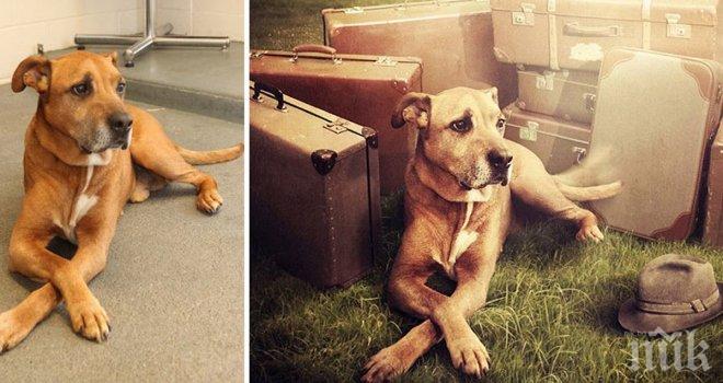 Тези снимки са направени с възможност кучетата да получат втори шанс...