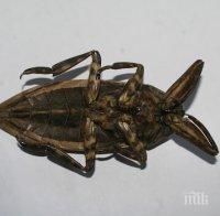 Ще подобряват имиджа на хлебарките