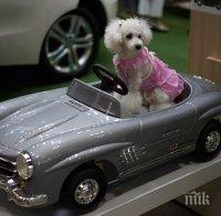 Първият луксозен терминал за животни ще се появи в Ню Йорк