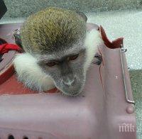 РИОСВ-Бургас отне две маймуни, използвани като атракция в Слънчев бряг