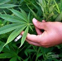 Полицията разби ферма за марихуана