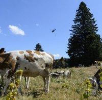 Ваксинираха близо 600 животни срещу антракс в Млада гвардия
