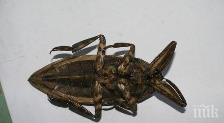 подобряват имиджа хлебарките