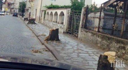 главната улица велинград осъмна без дърветата