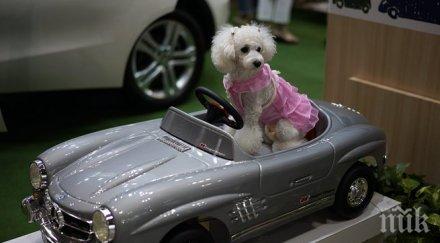 първият луксозен терминал животни появи йорк