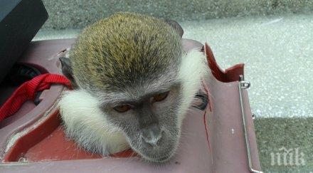 риосв бургас отне две маймуни използвани атракция слънчев бряг