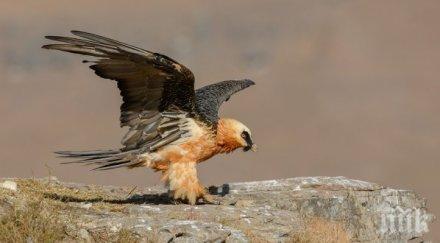 пазят редките птици парк странджа токови удари