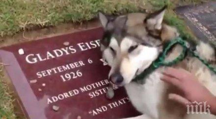 куче загуби своят стопанин неговата реакция сърцераздирателна