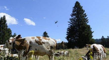ваксинираха близо 600 животни антракс млада гвардия
