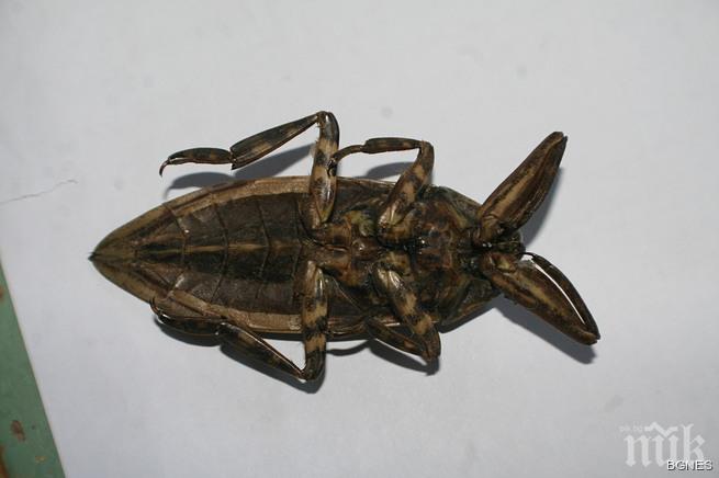 Ще подобряват имиджа на хлебарките