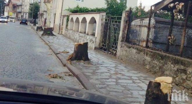 Главната улица във Велинград осъмна без дърветата си
