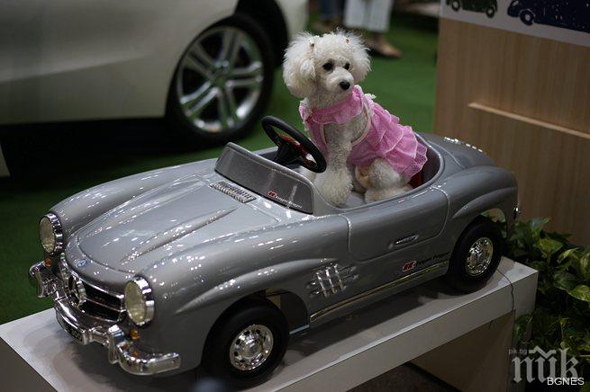 Първият луксозен терминал за животни ще се появи в Ню Йорк