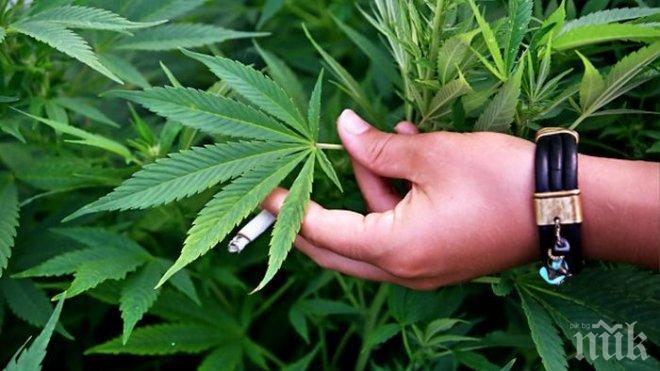 Полицията разби ферма за марихуана