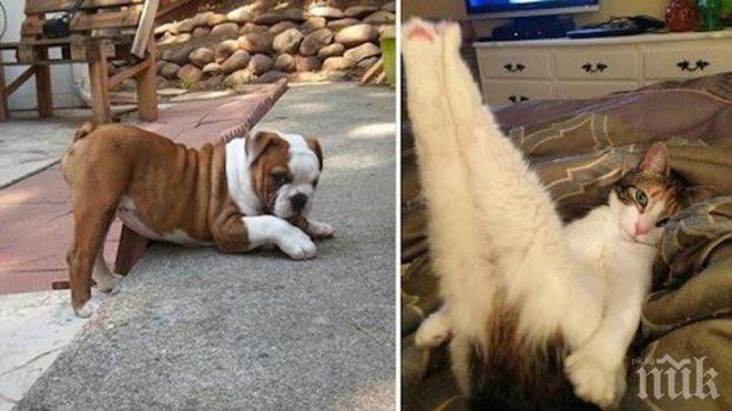 Тези животни не са за подценяване. Те дадоха един добър урок на... 