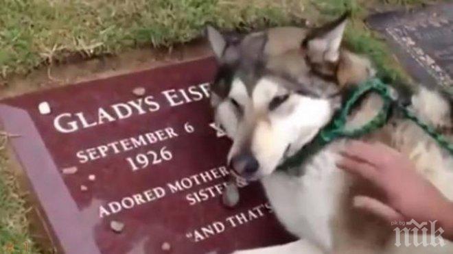 Това куче загуби своят стопанин. Неговата реакция е сърцераздирателна...