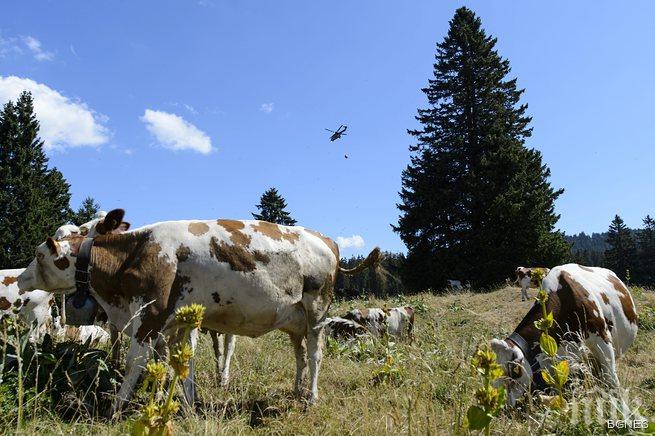 Ваксинираха близо 600 животни срещу антракс в Млада гвардия