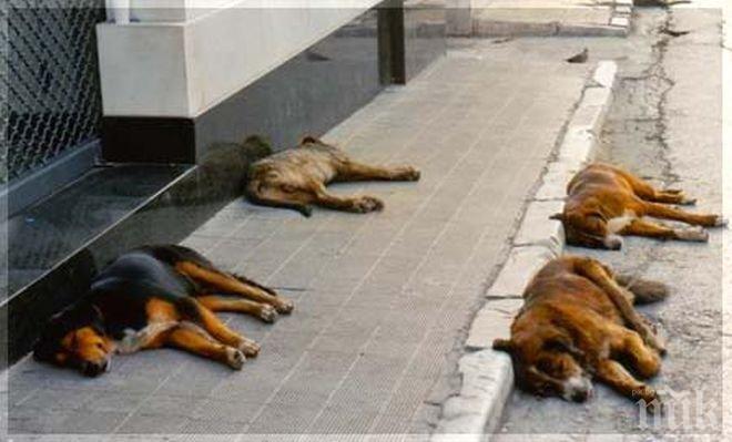 Отново избиват улични кучета във Враца