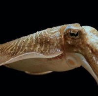 Заснеха гигантска сепия в океанските дълбини (видео)