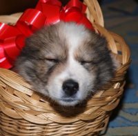 Овчарка за кмета на Видин