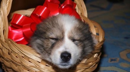 овчарка кмета видин