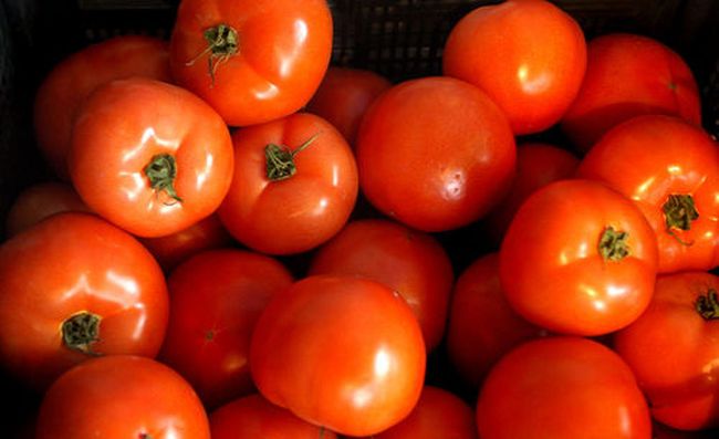 ГМО-домати спасяват от склероза? 