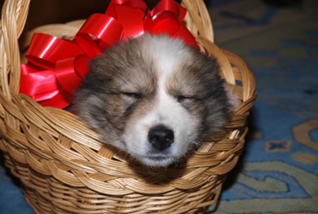 Овчарка за кмета на Видин