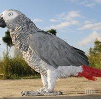 Мъж опита да внесе 10 папагала през 