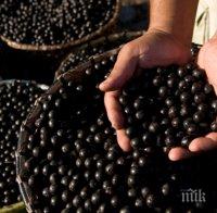 Боровинката обича киселинните и влажни почви
