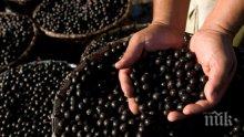 Боровинката обича киселинните и влажни почви