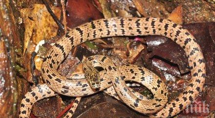 бразилия откриха змия четири лапи