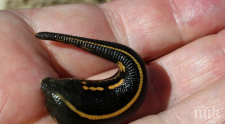 черна борса опасни пиявици вихри интернет медицински цели