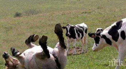 заразени хората консумирали месото антракса