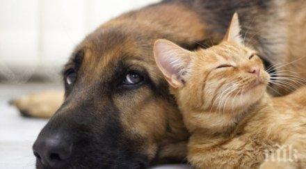 испански град даде равни граждански права хора кучета котки