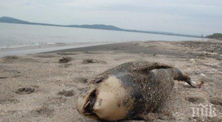 мъртви делфина изхвърли морето