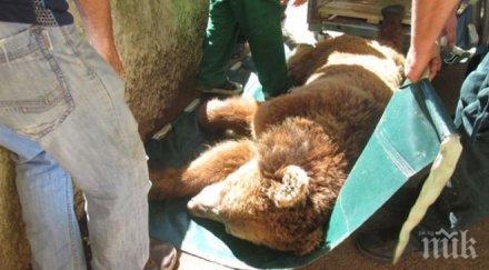 мечоците виктория миладин прибраха плевенския зоопарк