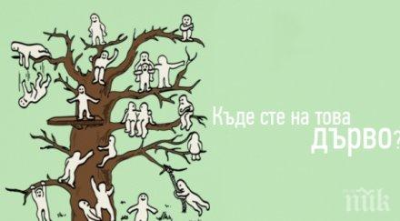 уникален психологически тест открийте себе дърво разберете какъв сте