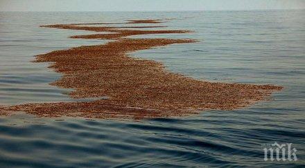 нефтен разлив плаж арапя