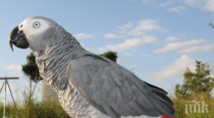 мъж опита внесе папагала капитан андреево без документи