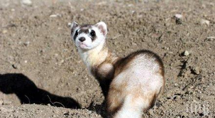 агресивен пор подлуди плиска опустоши цяла къща