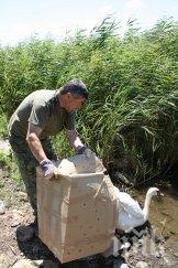 спасиха ням лебед утайници бургаско село