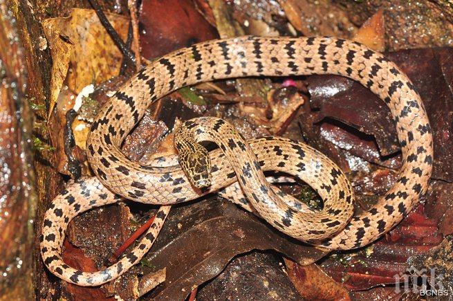  В Бразилия откриха змия с четири лапи