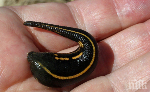 Черна борса с опасни пиявици се вихри в интернет за медицински цели